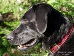 Black Lab