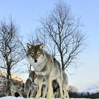 The Wolf Pack for DN