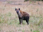 Hyena