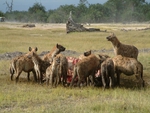 Hyena Dinner