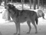 Wolf Howling