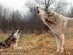 Two Wolves Howling Together