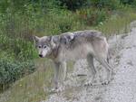 Grey Wolf