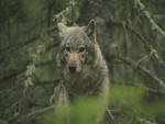 Wolf in Nature