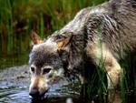 Thirsty Grey Wolf