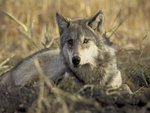 Resting Grey Wolf