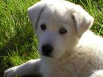 White Retriever