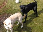 Two Labrador Retriever's