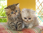 sweet kittens for me