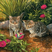 Wishing you a purrfect Birthday Jasenka