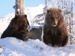 Kodiak Bear Cubs