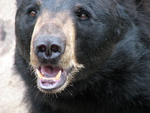 Black Bear Face