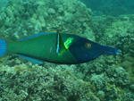 Male Bird Wrasse