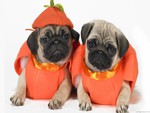 Scary Halloween Pugs!!!