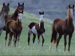 The Wild Horses