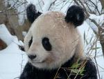 Panda Bear in Snow