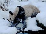 Snowball Fight with Panda's