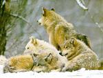 Grey Wolves in Snow