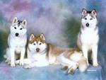 Beautiful Siberian Huskies