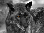 Black Wolf