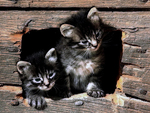 Kittens