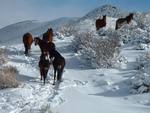 Wild Horses in Snow