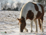 Pinto Horse In Snow