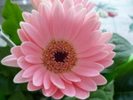 pink flower