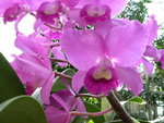 Orchid