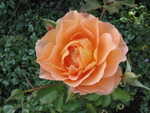 Peach rose