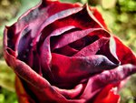 Rose Macro