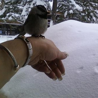 a bird in the hand