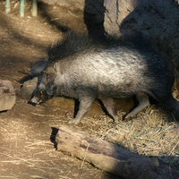 wild pigs