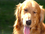 Cute Dog Yawning