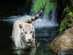 White Tiger
