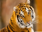 Siberian tiger