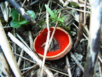 red fungus