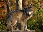 MEXICAN WOLF