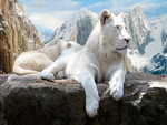 white lion