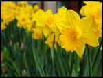 yellow daffodils