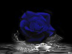 Royal Rose for DN