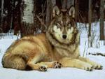 The Gray Wolf