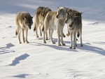 Wolfpack in the snow