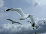 seagulls in flight