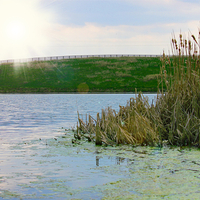 ol' Kentucky Backyard