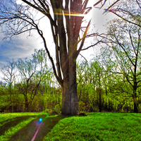 A Day Under The Tree