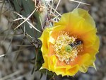 Cactus Flower