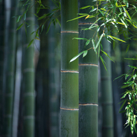 Green Bamboo