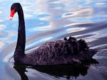 Dark Swan