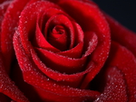 Red rose